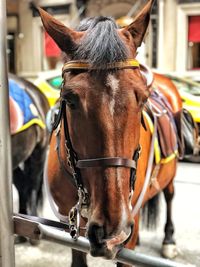 Close-up of a new york city police horse