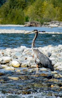 View of gray heron perching on beach