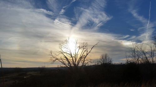 Tree against sky during sunset