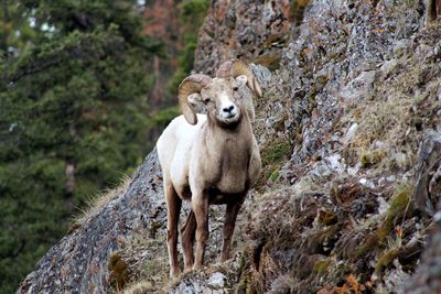 Portrait of sheep standing on field