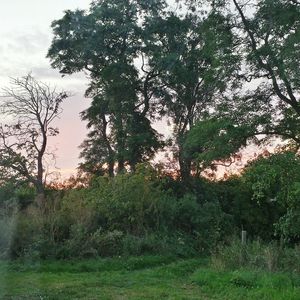 Scenic view of grassy field against sky