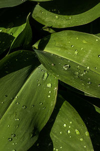 Close-up of raindrops on leaves