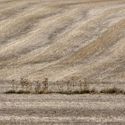 View of an animal on field