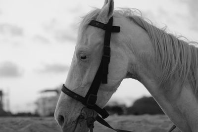 Close up / portrait black and white shot of horse in beach at besant nagar elliot's beach chennai