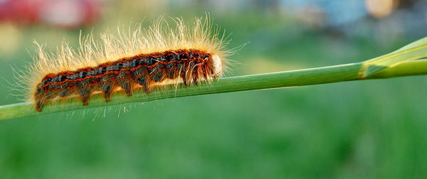 Close-up of caterpillar on plant