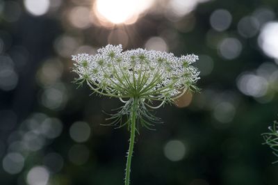 Close-up of flowers