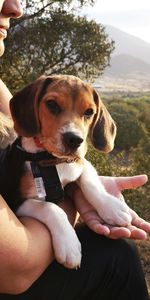Midsection of man holding dog