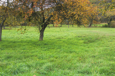 Trees on field during autumn