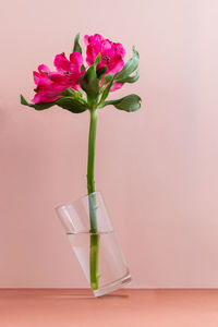 Close-up of pink flower vase on table against wall