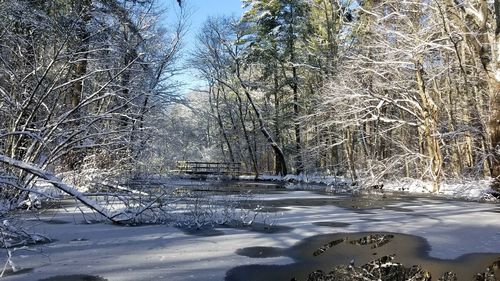 Bare trees on snow covered landscape