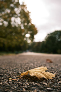 Close-up of dried leaves on road