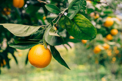 Close-up of orange fruits on tree