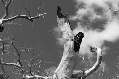 Low angle view of bare trees against sky