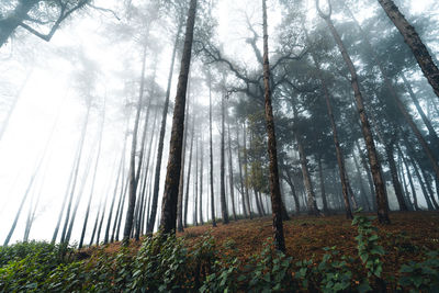 Low angle view of trees in forest