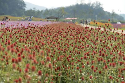 Close-up of poppies growing on field against sky