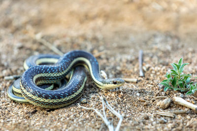 Close-up of snake