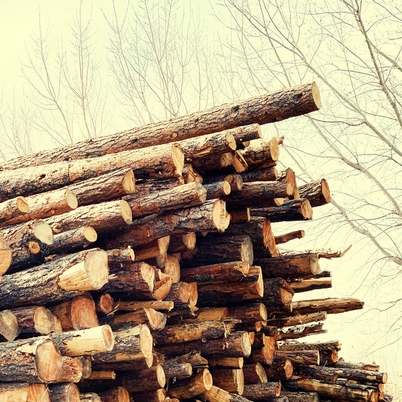 STACK OF LOGS ON TREE IN FOREST