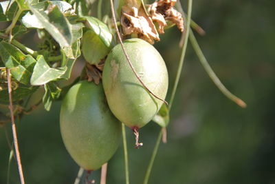 Close-up of fruit growing on tree