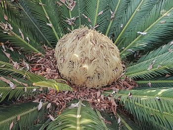 Close-up of plant