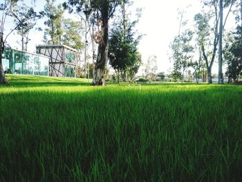 Scenic view of field against clear sky