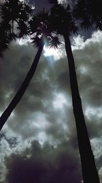 Low angle view of silhouette palm trees against sky