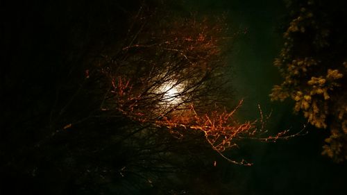 Trees in forest at night