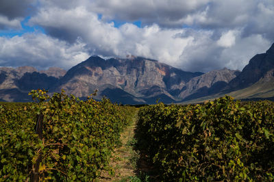 Vineyard against majestic mountains