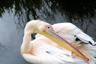 Close-up of duck in lake