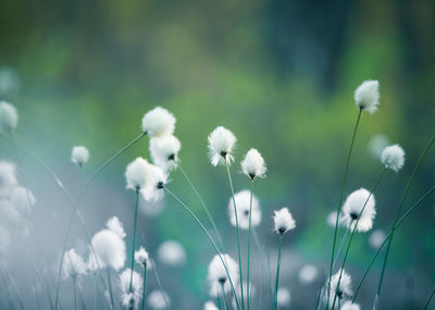 Close-up of white dandelion flowers on field