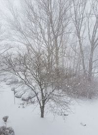 Bare tree on snow covered landscape