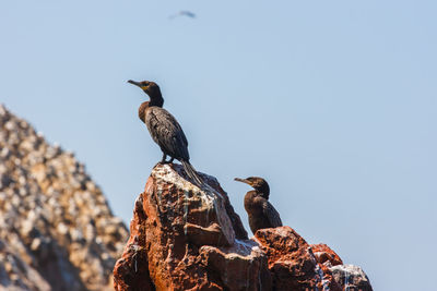 Low angle view of bird perching on rock against clear sky