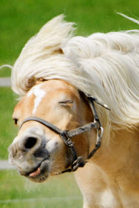 Close-up of horse