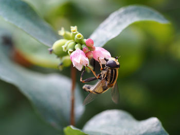 Close-up of honey bee pollinating on flower