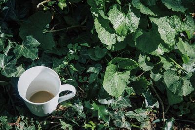 High angle view of drink on plant