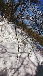 Bare trees against sky