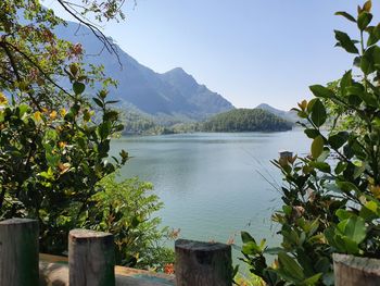 Plants and trees by lake against sky