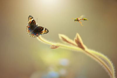 Close-up of butterfly pollinating on flower