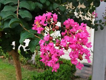 Close-up of pink flowers