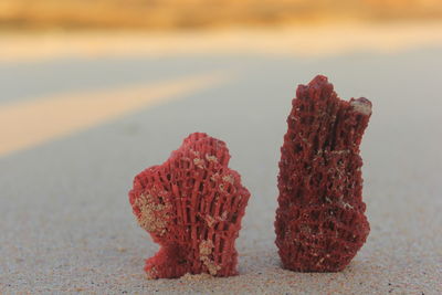 Close-up of red berries on rock at beach