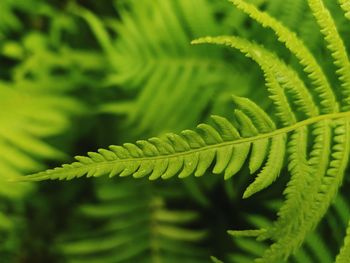 Close-up of fern leaves