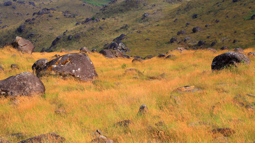 Scenic view of field during autumn
