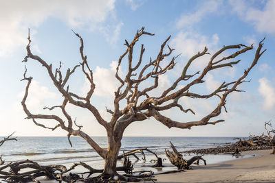 Dead tree on beach against sky