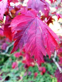 Close-up of wet maple leaf during autumn