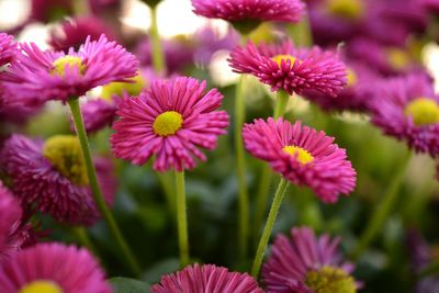 Close-up of pink flower