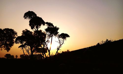 Silhouette of trees at sunset