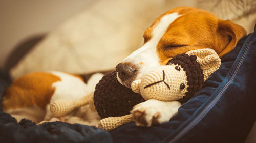 Close-up of a dog resting