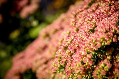 Detail shot of pink flowers