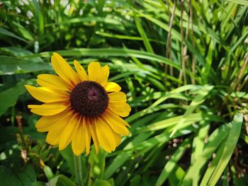 Coneflower beauty