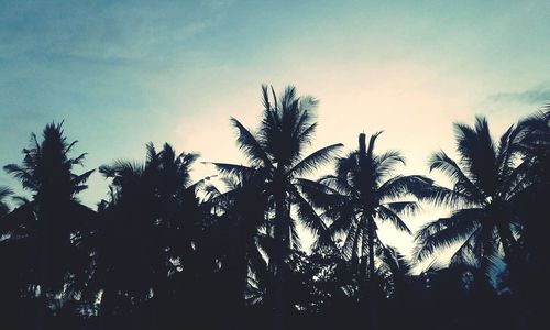 Low angle view of silhouette palm trees against sky during sunset