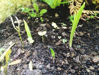 Close-up of plant growing in field